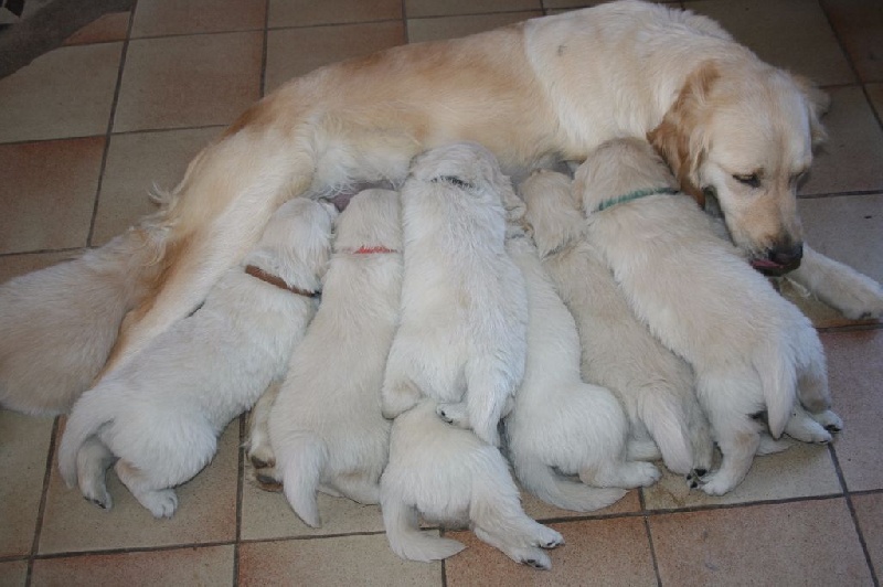 Chiot Golden Retriever du moulin de l'Auray