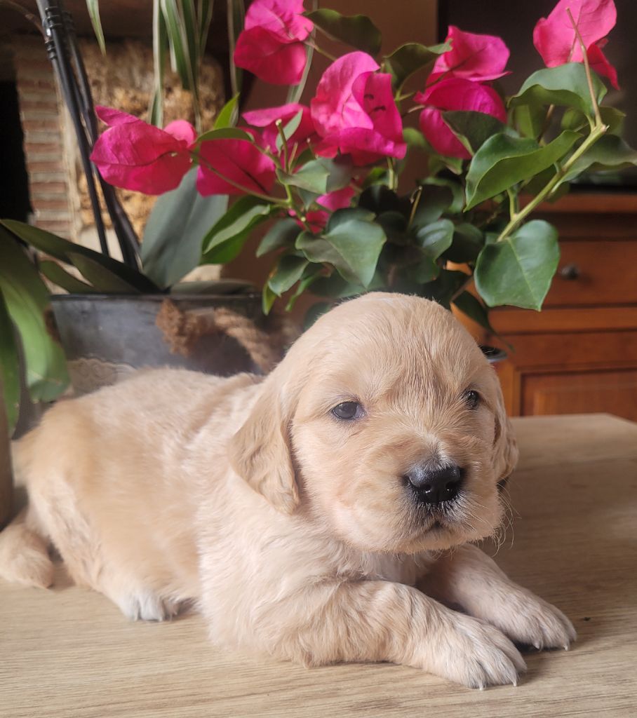 du moulin de l'Auray - Chiots disponibles - Golden Retriever